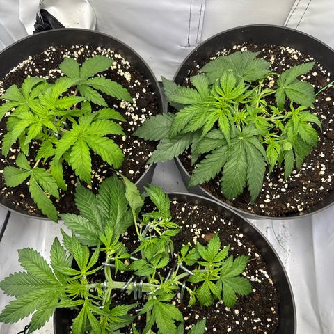 Helga growlog timeline photo