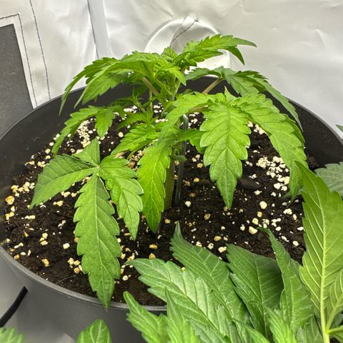 Helga growlog timeline photo