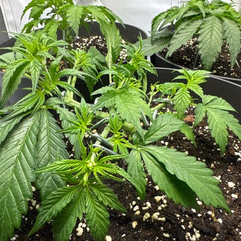 Helga growlog timeline photo