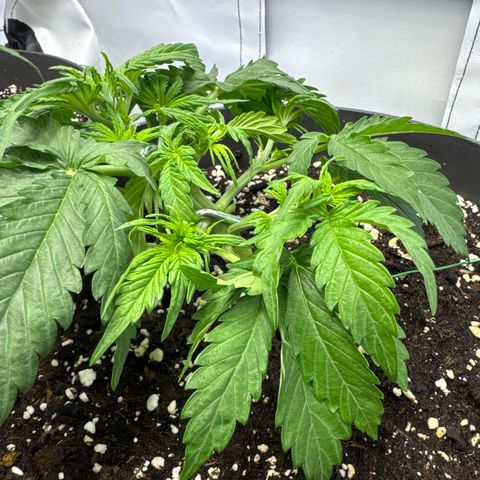 Helga growlog timeline photo