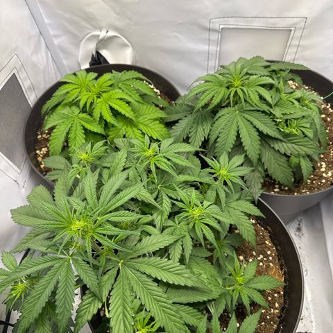 Helga growlog timeline photo