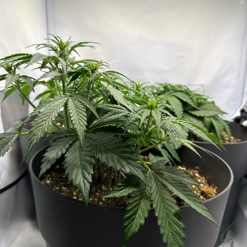 Helga growlog timeline photo