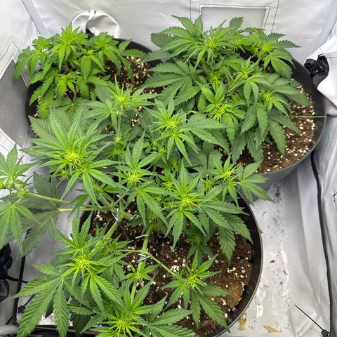 Helga growlog timeline photo