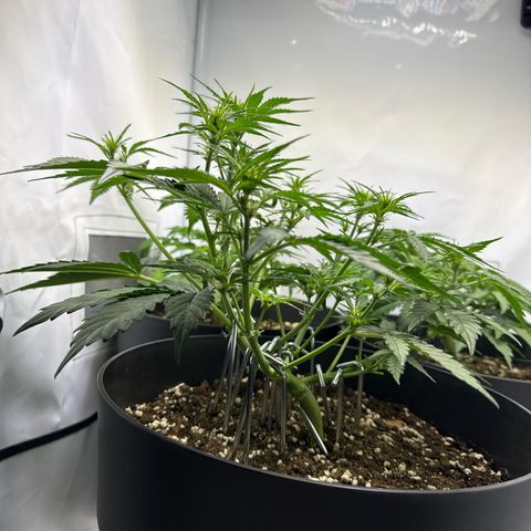 Helga growlog timeline photo