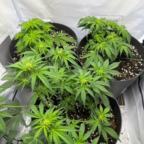 Helga growlog timeline photo