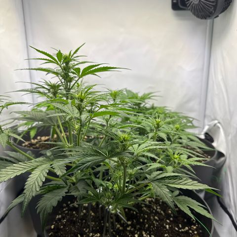 Helga growlog timeline photo