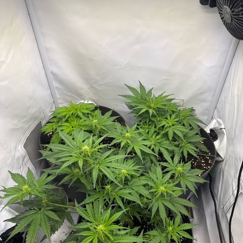 Helga growlog timeline photo
