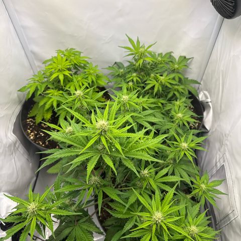 Helga growlog timeline photo