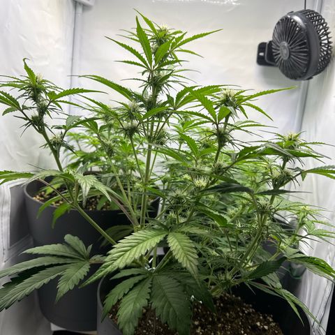 Helga growlog timeline photo