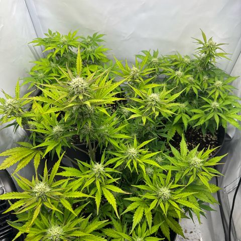 Helga growlog timeline photo