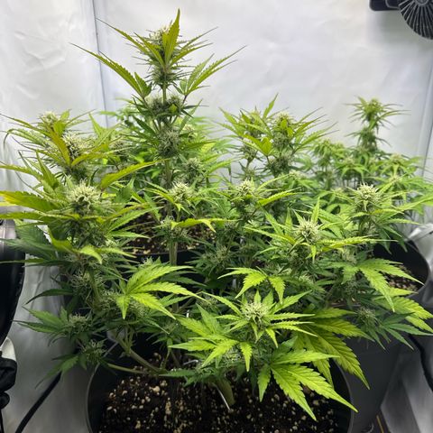 Helga growlog timeline photo
