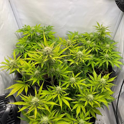 Helga growlog timeline photo