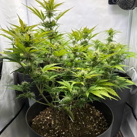 Helga growlog timeline photo