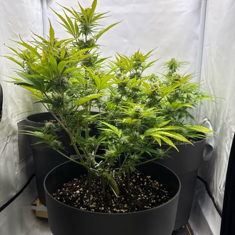 Helga growlog timeline photo