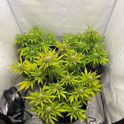 Helga growlog timeline photo