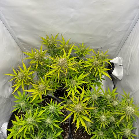 Helga growlog timeline photo