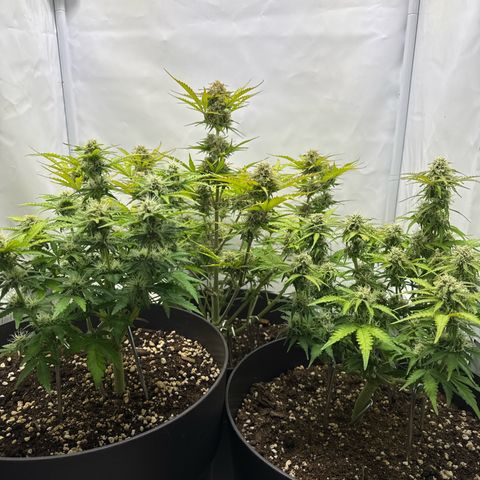 Helga growlog timeline photo