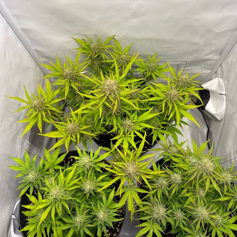 Helga growlog timeline photo
