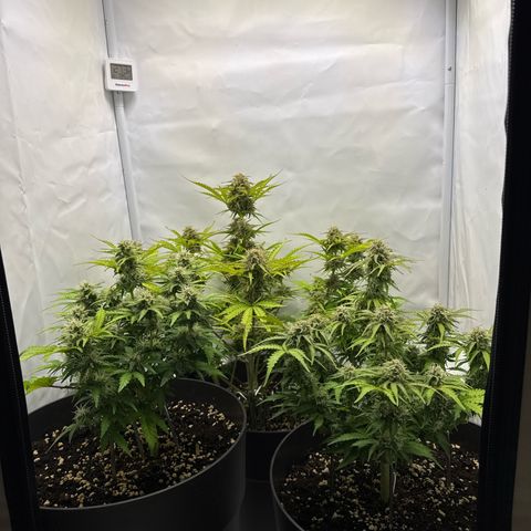 Helga growlog timeline photo
