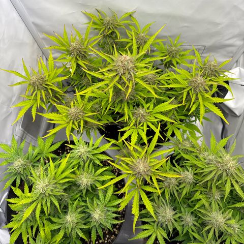 Helga growlog timeline photo