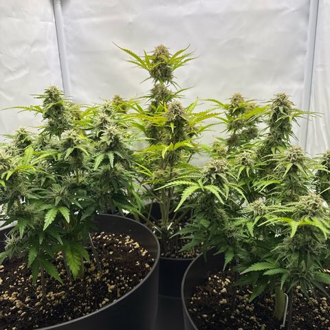 Helga growlog timeline photo