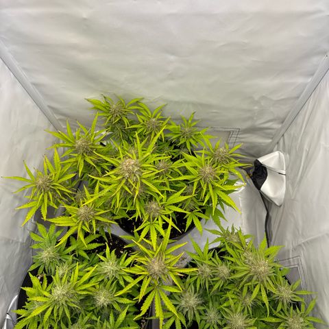 Helga growlog timeline photo