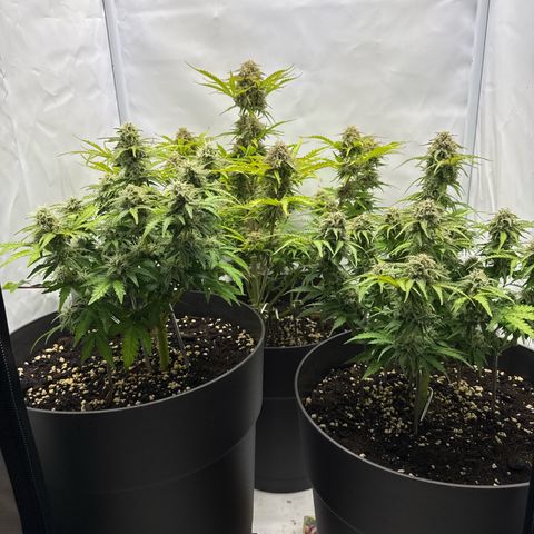 Helga growlog timeline photo