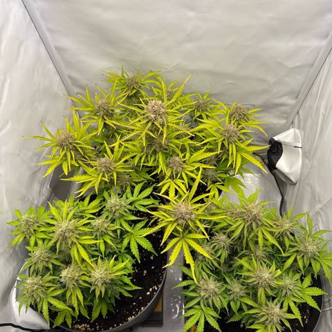 Helga growlog timeline photo