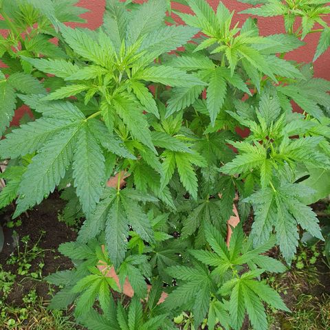 Caribica growlog timeline photo
