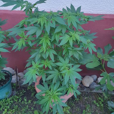 Caribica growlog timeline photo