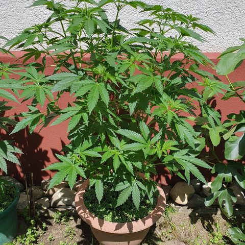Caribica growlog timeline photo