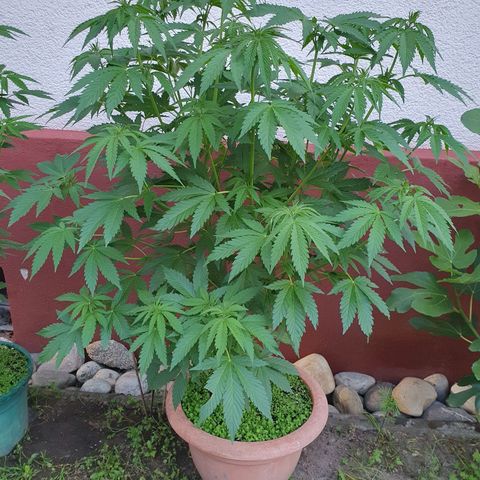 Caribica growlog timeline photo