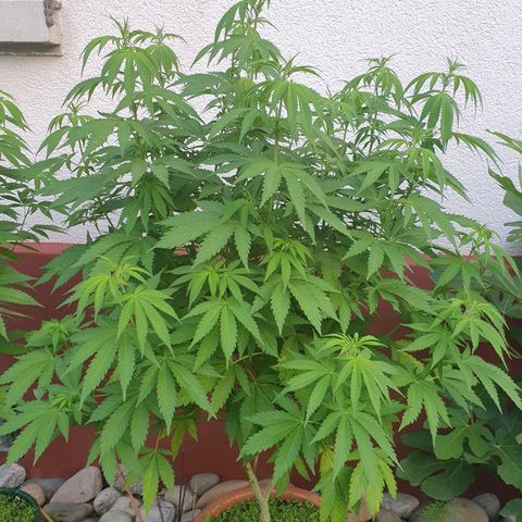 Caribica growlog timeline photo