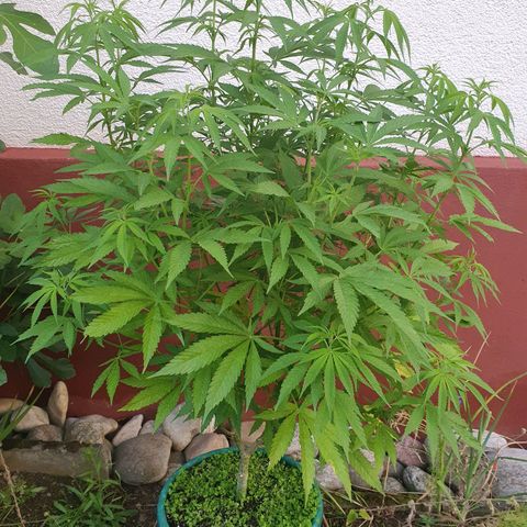 Caribica growlog timeline photo