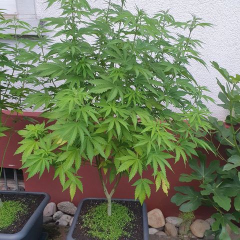 Caribica growlog timeline photo