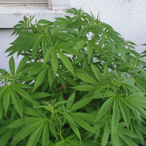 Caribica growlog timeline photo