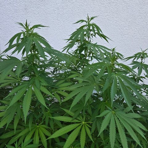 Caribica growlog timeline photo