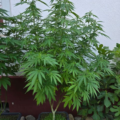 Caribica growlog timeline photo