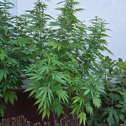 Caribica growlog timeline photo