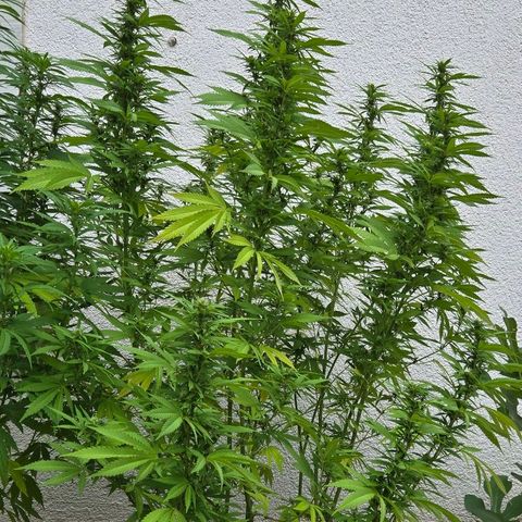 Caribica growlog timeline photo