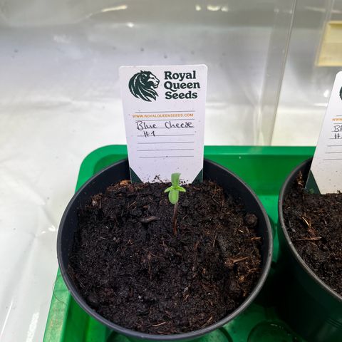 Blue Cheese growlog timeline photo