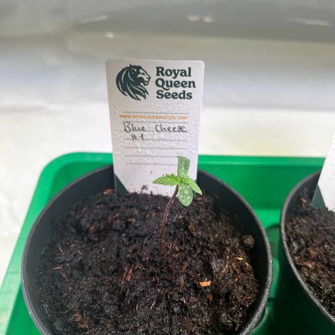 Blue Cheese growlog timeline photo