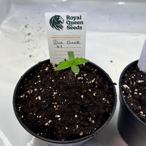 Blue Cheese growlog timeline photo