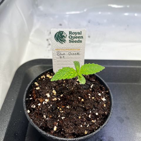 Blue Cheese growlog timeline photo