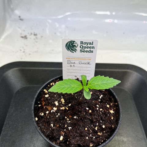 Blue Cheese growlog timeline photo