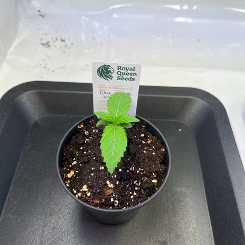 Blue Cheese growlog timeline photo