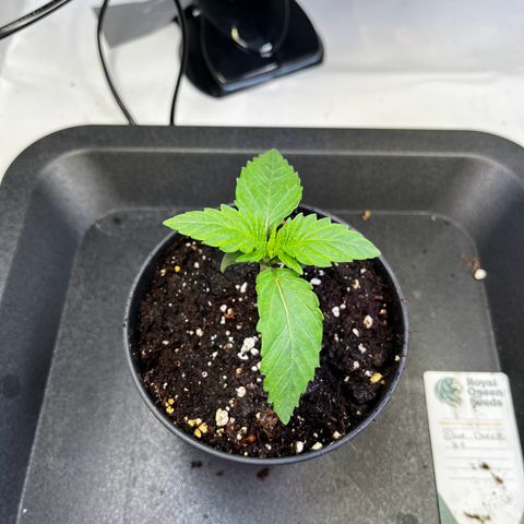 Blue Cheese growlog timeline photo