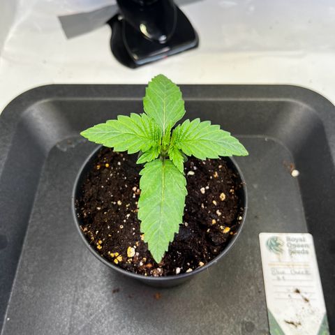 Blue Cheese growlog timeline photo
