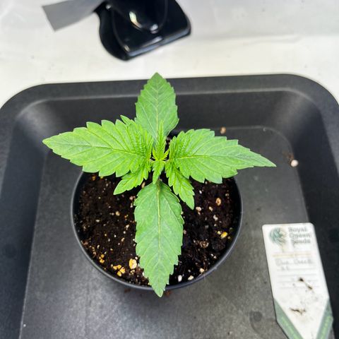 Blue Cheese growlog timeline photo