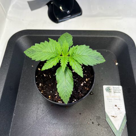 Blue Cheese growlog timeline photo